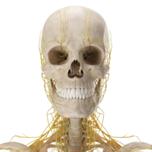 Diagram of the central nervous system showing the brain and spinal cord.