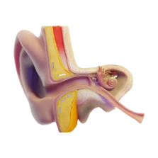 Diagram of the human ear showing the outer, middle, and inner ear structures.