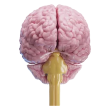 Diagram of the human brain showing major areas and functions.