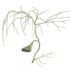 Diagram of the human gallbladder showing its location and connection to the liver and bile ducts.