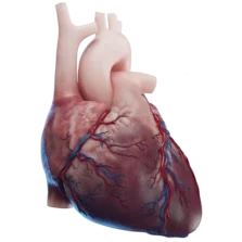 Diagram of the human heart showing the chambers, valves, and major blood vessels.