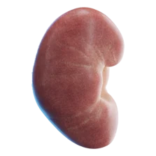 Diagram of the human kidneys showing their location and structure, including the renal cortex, medulla, and pelvis.