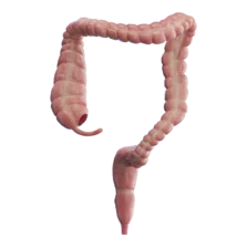 Diagram of the human large intestines showing the cecum, colon, rectum, and anus.