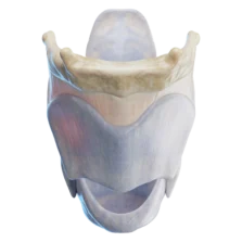 Diagram of the human larynx showing the vocal cords, epiglottis, and thyroid cartilage.