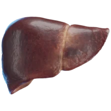 Diagram of the human liver showing its lobes and connection to the gallbladder and bile ducts.