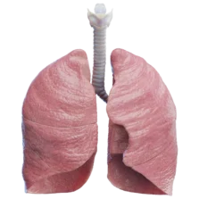 Diagram of the human lungs showing the bronchi, bronchioles, and alveoli.