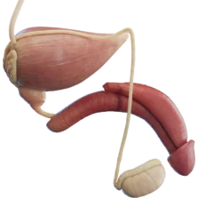 Diagram of the male reproductive system showing the testes, vas deferens, prostate, and penis.