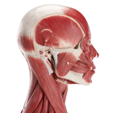 Diagram of the human muscular system showing major muscle groups.