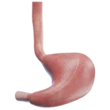 Diagram of the human stomach showing its structure and connection to the oesophagus and small intestines.