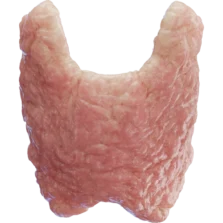 Diagram of the human thyroid gland showing its location and structure.